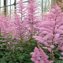TOUCH OF ECO GIANT PLUME ASTILBE COLORFUL MIX - 3 BULBS ATTRACTS BUTTERFLIES - Brand New