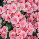 TOUCH OF ECO SWEET STRAWBERRY PINK BEGONIA FLOWERS - 4 BULBS - PINK, WHITE - Brand New