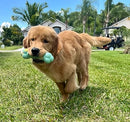 Nylabone Flavor Frenzy Barbell Puppy Chew Toy NPRD803P - Green/Yellow - Brand New