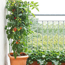ZJIA 3 Pack Tomato Cages 36" Plant Support Cages Trellis Garden - Brand New
