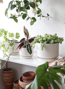 LE TAUCI Ceramic Plant Pots, 4.3+5.3+6.8 inch, Set of 3, Planters, White - Like New