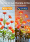Brightown Outdoor Solar Garden Lights - 4 Pack LED Flower Lights Glowing - Red - Like New
