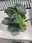 SAROSORA ARTIFICAL FICUS FREE 17 IN. OFFICE INS STYLE (GREEN, 1) - GREEN/GRAY - Like New