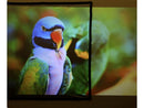 Ultimea Photon 100 E-ALR Projection Screen Up to 100:1 Intra-frame Contrast
