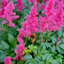TOUCH OF ECO GIANT PLUME ASTILBE COLORFUL MIX - 3 BULBS ATTRACTS BUTTERFLIES - Brand New