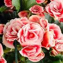TOUCH OF ECO SWEET STRAWBERRY PINK BEGONIA FLOWERS - 4 BULBS - PINK, WHITE - Brand New