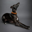 NOAH & PAW DOG COLLAR FOR MEDIUM DOGS, GENUINE LEATHER MEDIUM DOG COLLAR - Like New