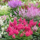 TOUCH OF ECO GIANT PLUME ASTILBE COLORFUL MIX - 3 BULBS ATTRACTS BUTTERFLIES - Brand New