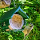Nut Pecker Bird Feeders and Peanut Butter Bird Food - 2 Packs included - Brand New
