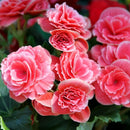TOUCH OF ECO SWEET STRAWBERRY PINK BEGONIA FLOWERS - 4 BULBS - PINK, WHITE - Brand New