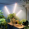 BAEDAOD Grow Lights for Indoor Plants, 6000K 135 LEDs Light for Seed Starting Like New