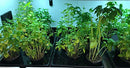 King Creek Farms 1020 Plant Trays for Seedlings Microgreens, 5 Pack - Brand New
