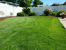 Perennial Ryegrass Seed Blend - Brand New