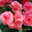 TOUCH OF ECO SWEET STRAWBERRY PINK BEGONIA FLOWERS - 4 BULBS - PINK, WHITE - Brand New