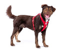 Belka Harness Air-Mesh Ruby 3XL - Brand New