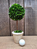 TRADINGSMITH PRESERVED BOXWOOD SINGEL BALL TOPIARY 12" - Brand New