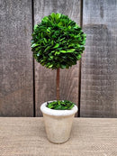 TRADINGSMITH PRESERVED BOXWOOD SINGEL BALL TOPIARY 12" - Brand New