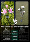 BRIGHTOWN SOLAR LIGHTS OUTDOOR, 4 PACK SOLAR GARDEN LIGHTS LILY - MULTICOLOR - Like New
