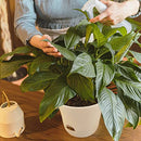 SuherHomey Plant Pots 8 Inch Flower Pot Indoor/Outdoor Large Pots 5 Pack White - Brand New