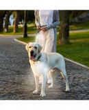 PILOT & SCOUT CLIP-BRITE LED SAFETY LIGHT FOR PETS - Like New