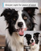 BLURAMS PET CAMERA 2K 360° DOG CAMERA WITH PHONE APP PTZ INDOOR A31 - WHITE - Brand New