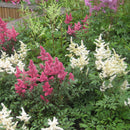 TOUCH OF ECO GIANT PLUME ASTILBE COLORFUL MIX - 3 BULBS ATTRACTS BUTTERFLIES - Brand New