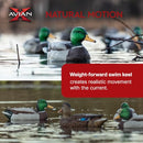 Avian X Topflight Realistic Open Water Mallard Duck Decoys with Weight-forward - Brand New