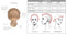 HAIRUWEAR RAQUEL WELCH COLLECTION TRESS SS8/25 WIG - GOLDEN WALNUT - Brand New