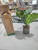 SAROSORA ARTIFICAL FICUS FREE 17 IN. OFFICE INS STYLE (GREEN, 1) - GREEN/GRAY - Like New