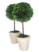 TRADINGSMITH PRESERVED BOXWOOD SINGEL BALL TOPIARY 12" - Brand New