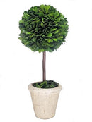 TRADINGSMITH PRESERVED BOXWOOD SINGEL BALL TOPIARY 12" - Brand New