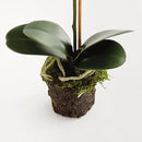 NAPA HOME AND GARDEN PHALAENOPSIS DROP-IN 21" NPN5CC341WH - GREEN - Brand New