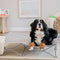 CARLSON THE POTABLE PUP PET BED FOR HOME OR ON THE GO 47" BY 47" - GRAY - Like New