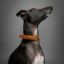 NOAH & PAW DOG COLLAR FOR MEDIUM DOGS, GENUINE LEATHER MEDIUM DOG COLLAR - Like New