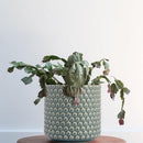 Bloomingville Sky Blue Cream Stoneware Pot Crackle Finish - Bleu/Bleach - Brand New