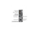 DELL Precision 3420 Desktop PC Intel Core 6th Gen i7-6700 3.40GHz 32 GB DDR3 RAM