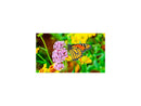 NEC UN552S 55" Ultra Narrow Bezel Full HD Video Wall Display with Internal Media