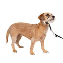 PETSAFE GENTLE LEADER NO-PULL DOG HEADCOLLAR SMALL - BLACK - Like New