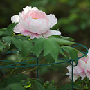 CEED4U 12 Pack Peony Plant Support Cage, Grow Through, 16 x 24 Inches, Green - Brand New