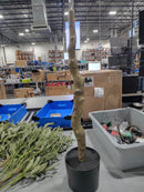 ANTING 6FT ARTIFICIAL OLIVE TREES INDOOR LARGE FAUX OLIVE TREE WITH POT - BLACK - Like New