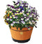 VEGTRUG MEDIUM BARREL GARDEN PLANTER - PEACH - Like New