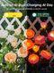 Brightown Solar Garden Lights - 4 Pack Solar Flowers Lights with Larger - Like New