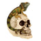 Iguana on Skull