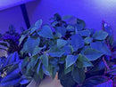 MIRACLE LED KEEP’EM ALIVE PLANT SURVIVAL GROWING KIT 4KK BLUE SPECTRUM - BLACK - Like New