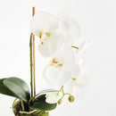 NAPA HOME AND GARDEN PHALAENOPSIS DROP-IN 21" NPN5CC341WH - GREEN - Brand New