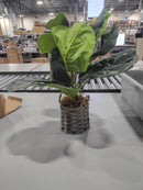 SAROSORA ARTIFICAL FICUS FREE 17 IN. OFFICE INS STYLE (GREEN, 1) - GREEN/GRAY - Like New
