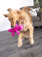 GODOG STORE GATORS SQUEAKY PLUSH DOG TOY CHEW TECHNOLOGY LARGE 774023 - PINK - Brand New