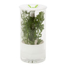 HONEY-CAN-DO GLASS HERB PRESERVER MEDIUM CLEAR/WHITE KCH-06398 - Like New