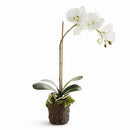 NAPA HOME AND GARDEN PHALAENOPSIS DROP-IN 21" NPN5CC341WH - GREEN - Brand New