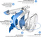 UNIGEAR SNORKEL MASK FULL FACE - SIZE: MEN LARGE/XL - WHITE/BLUE - Like New